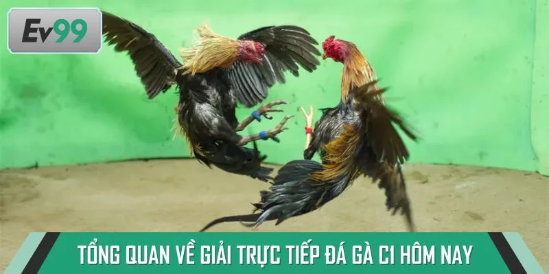 Tổng quan về giải trực tiếp đá gà c1 hôm nay
